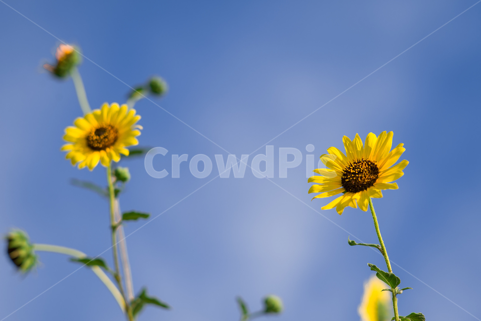 plant,식물,yellowflower,sky,blue,twin,식물,자연,plants,nature,꽃,flower