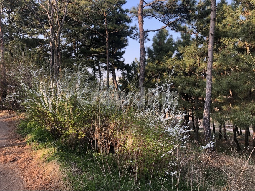 꽃,자연,풍경,감성,나무