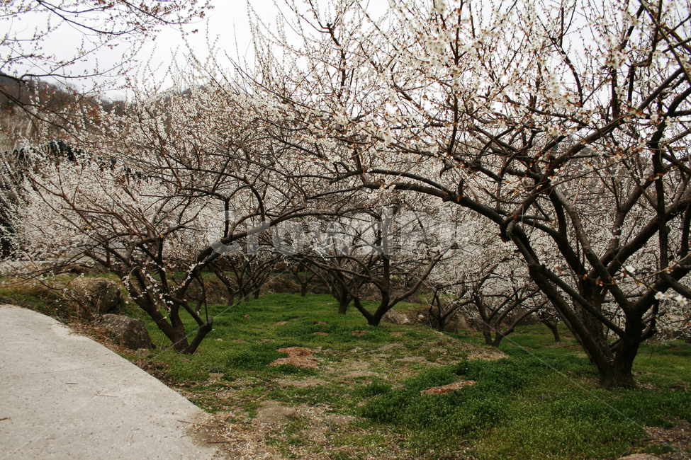 봄,봄날,매화,꽃,풍경,spring,flower,봄,계절,spring,season,식물,자연,plants,nature,꽃,flower,나무,trees,wood,plant