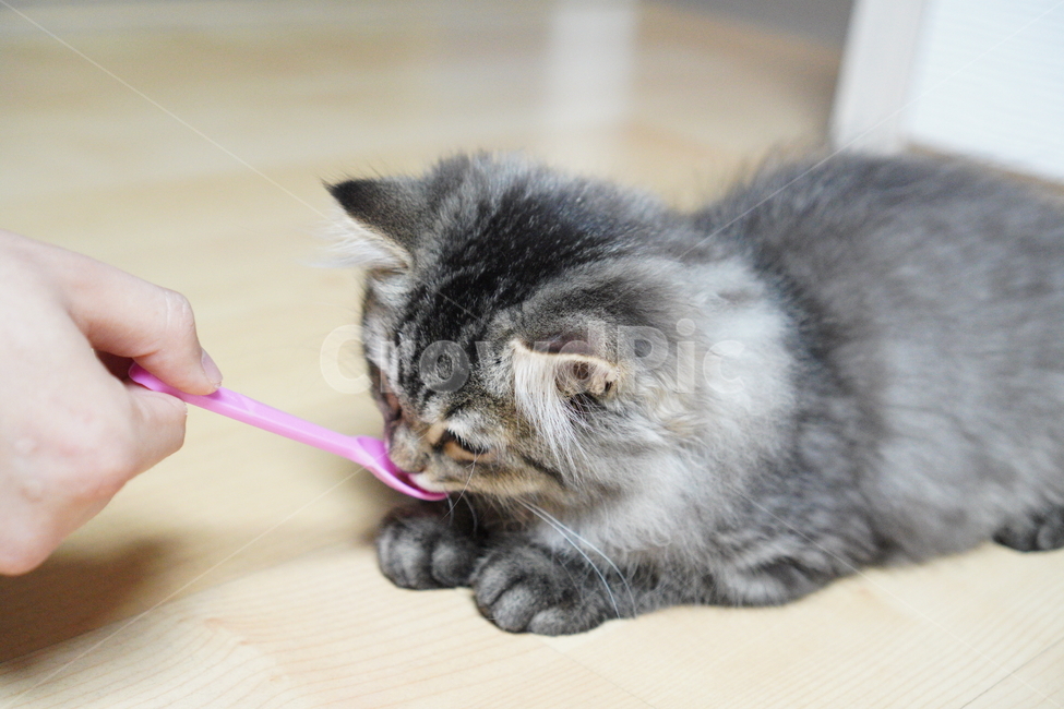 고양이,어린고양이,귀여운고양이,페르시안고양이,냥이,야옹이,반려묘,cat,cutecat,동물,animal,포유류,mammal,고양이,cat,kitten,kitty