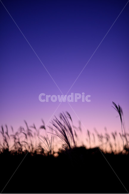 억새,갈대,가을,실루엣,하늘공원,식물,자연,plants,nature,실루엣,그림자,silhouette,shadow