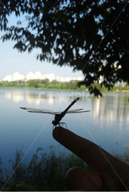 가을,잠자리,힐링,감성,휴식,동물,animal,곤충,벌레,insect,bug