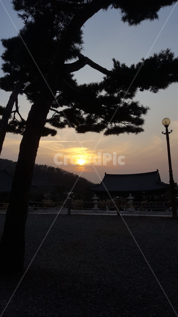 절,소나무,저녁,노을,하늘,구름,실루엣,그림자,silhouette,shadow