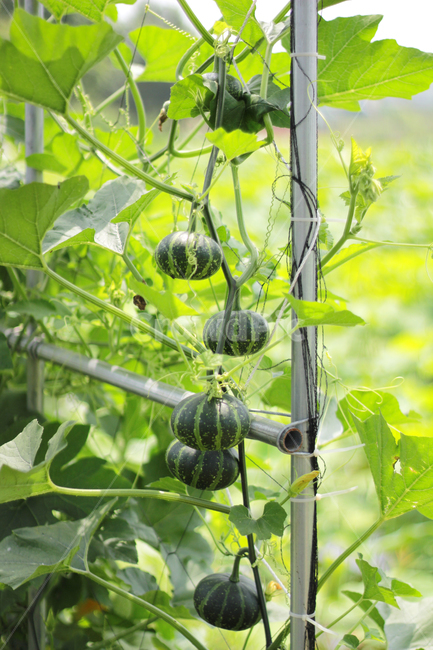 plant,식물,food,음식,야채,vegetable,pumpkin,호박,관상용호박,호박덩쿨,식물,자연,plants,nature