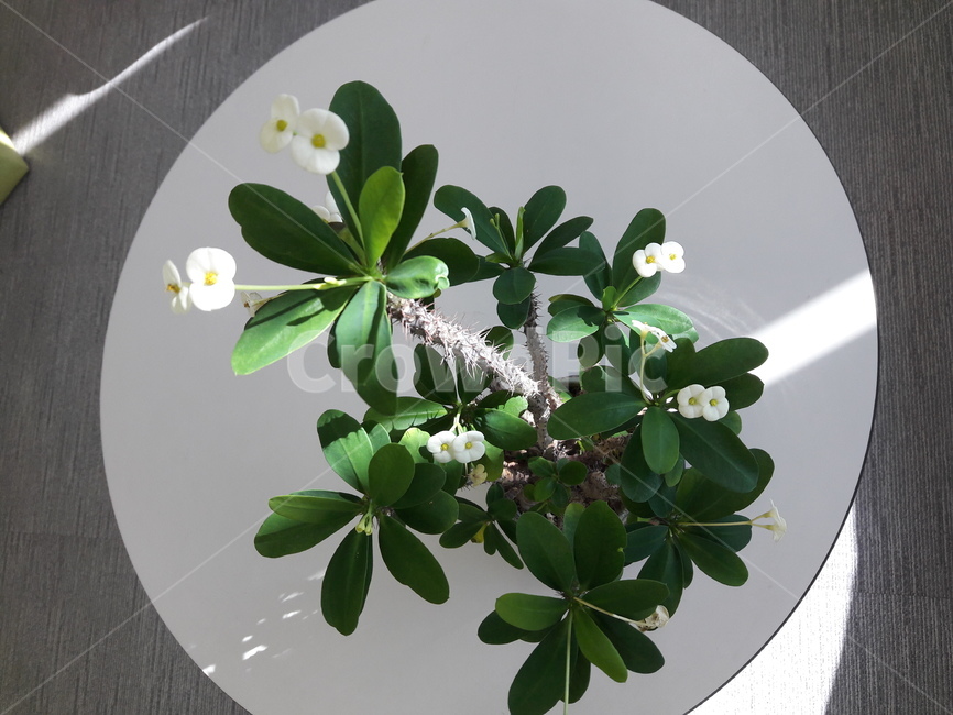 꽃기린,flower,꽃,plant,식물,vase,병장식,pottery,도기류,blossom,항아리,jar,flowerarrangement,화분,식물,자연,plants,nature,꽃,flower