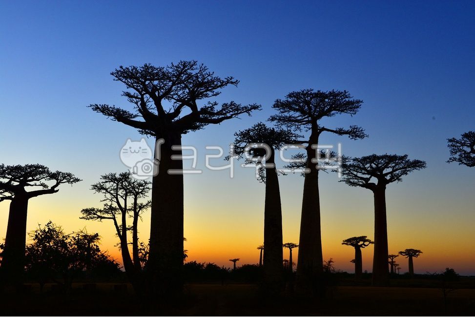 tree,나무,plant,식물,silhouette,실루엣,nature,자연,outdoors,옥외,dusk,황혼,sky,하늘,sunset,일몰,redsky,레드스카이,아프리카마다가스카르바오밥나무,마다가스카르바오밥거리,바오밥나무,마다가스카르노을,마다가스카르바오밥거리노을,바오밥거리밤