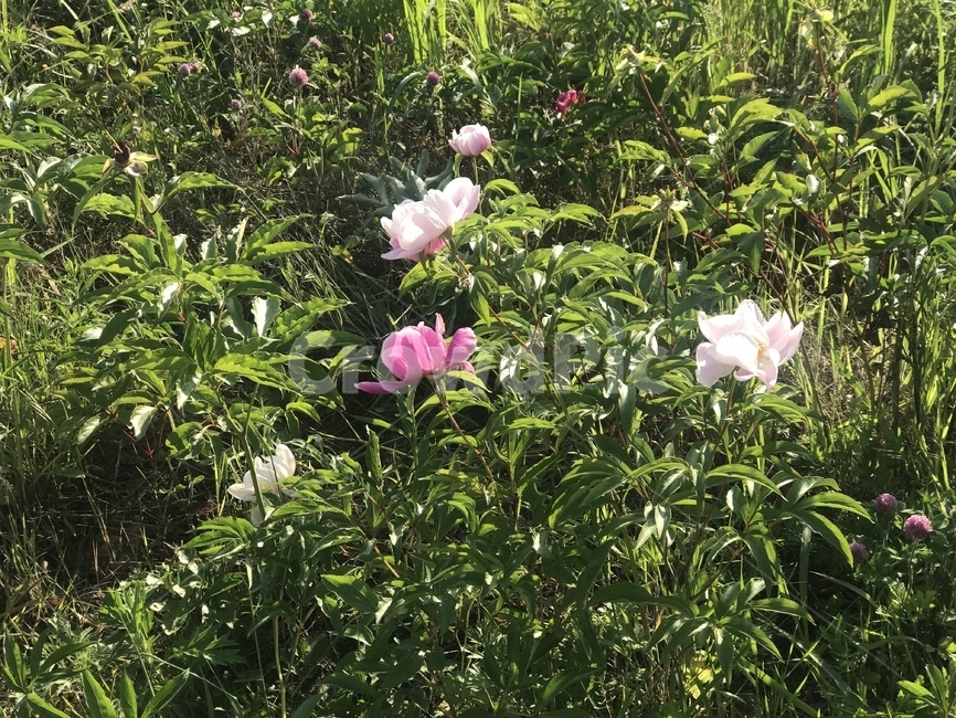 자연,꽃,탄천,배경,바탕화면