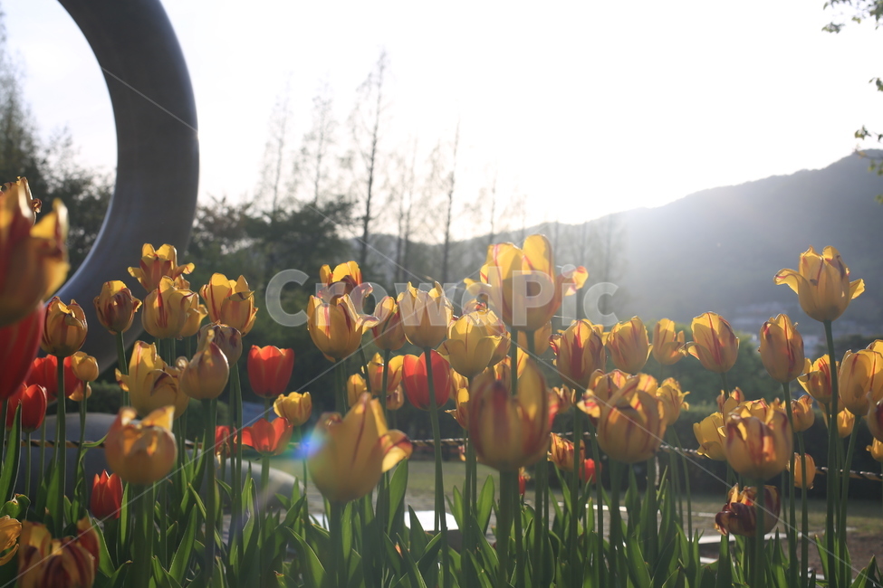 봄,꽃,튤립,연지공원,햇살,꽃말,봄,계절,spring,season,식물,자연,plants,nature,꽃,flower,감성,sensible,feeling,휴식,힐링,rest,relaxation,healing,plant