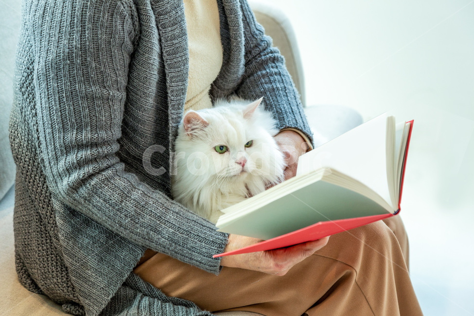 고양이,반려묘,반려동물,동물,여성,노인,책,독서,반려,하얀고양이,흰고양이,포유류,cat,kitty,animal,white,mammal,장모,book,동물,animal,포유류,mammal,고양이,cat,kitten,kitty,사람,인물,인간,human,person