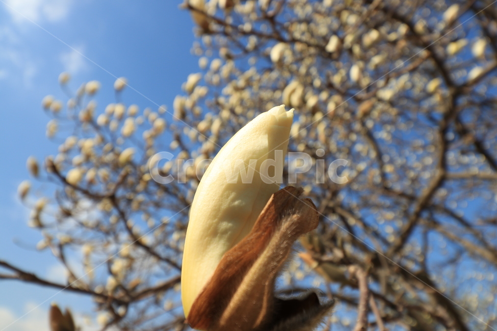 봄,꽃,목련,spring,flower,봄,계절,spring,season,식물,자연,plants,nature,꽃,flower