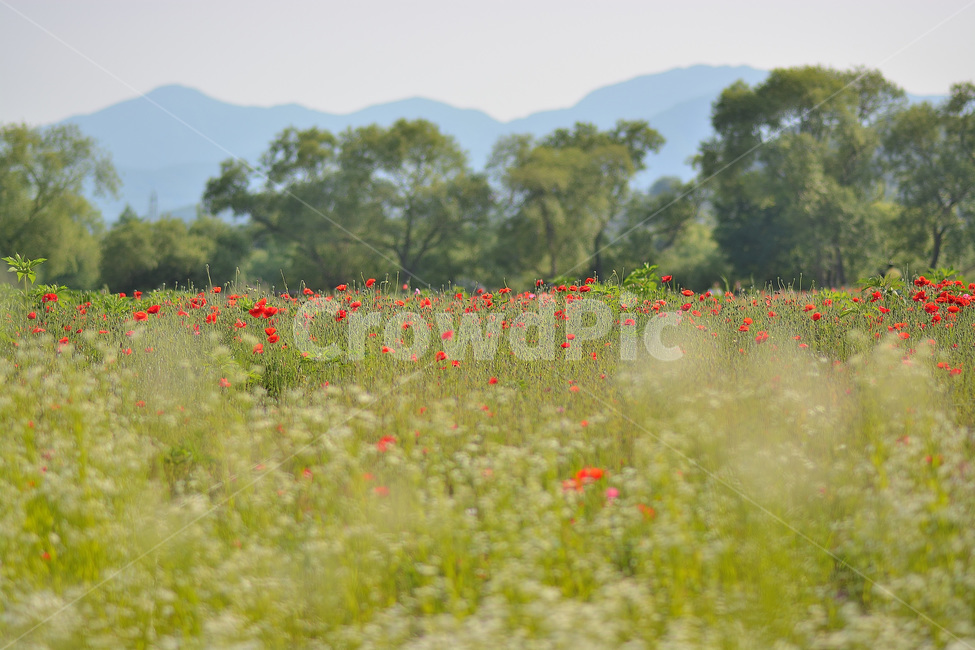 꽃,양귀비,양귀비꽃,식물,자연,자연,풍경,nature,landscape,식물,plants,꽃,flower,grassland,목초지,outdoors,옥외,field,들,farm,농장,rural,농촌,meadow