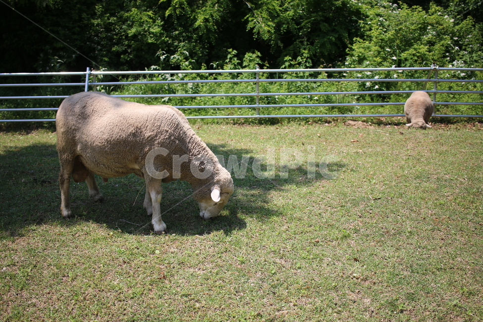 양,양떼목장,sheep,공원,동물,동물,animal,포유류,mammal,산업,industry,industrial,목축업,목장,livestock farming,ranching,pasture