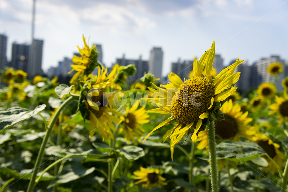 꽃,flower,햇빛,성장,grow,노랑,해바라기