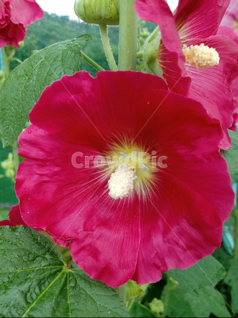 접시꽃,hollyhock,촉규화,덕두화,접중화,촉계화,단오금,황촉화,아욱과