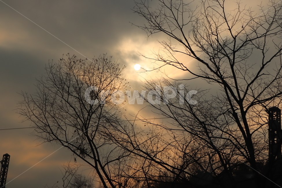 나무,나뭇가지,구름,해,노을,tree,cloud,sun,twig,자연,풍경,nature,landscape,outdoors,옥외,weather,날씨
