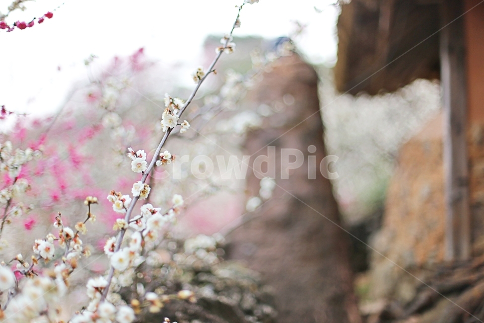 하동,매화마을,매화축제,매화꽃,매화,꽃,flower,hadong,봄,계절,spring,season,식물,자연,plants,nature,꽃,flower,plant,blossom