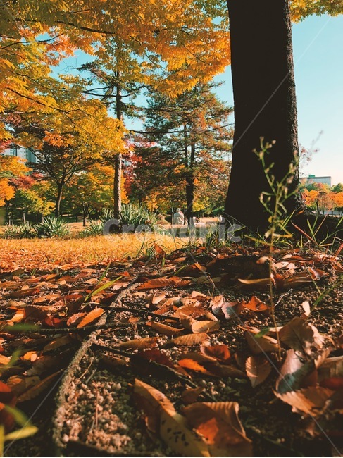 가을,단풍,낙엽,공원,나무,tree,leaf,plant,식물,maple,foliage,가을,계절,fall,autumn,season,잎