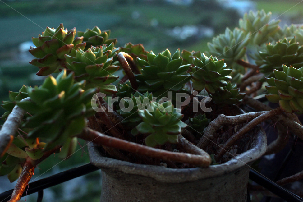 plant,식물,다육,다육이,관상식물
