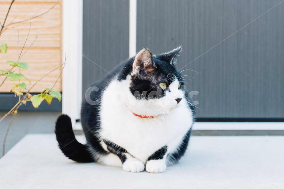고양이,냥,캣,cat,길고양이,길냥이,냥이,길냥,동물,동물,animal,포유류,mammal,고양이,cat,kitten,kitty
