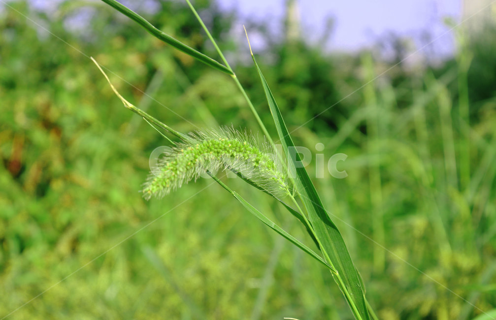 grass,plant,식물,잔디,초록,강아지풀,풀,힐링,식물,자연,plants,nature