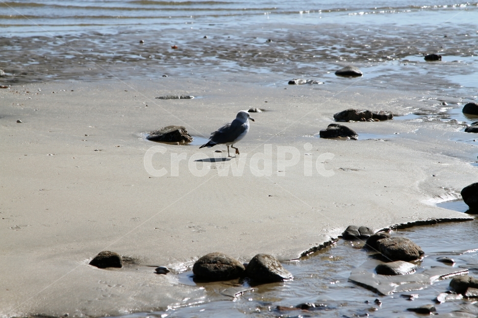 갈매기,바다,해변,모래,모래사장,해변,바다,beach,sea,동물,animal,조류,새,birds