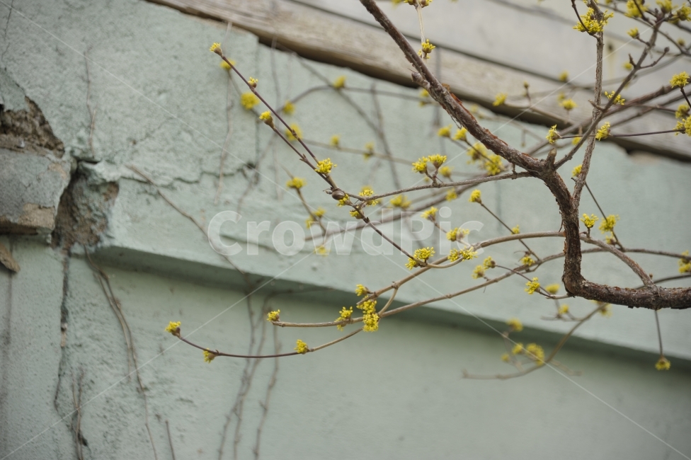 개나리,봄,담벼락,봄소식,감성,식물,자연,plants,nature,꽃,flower