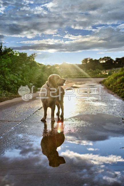 golden retriever,After the rain,Summer Photo Contest,reflection shot,The rainy season,animal,Backlight photography,personal sky,pet dog,dog,walk