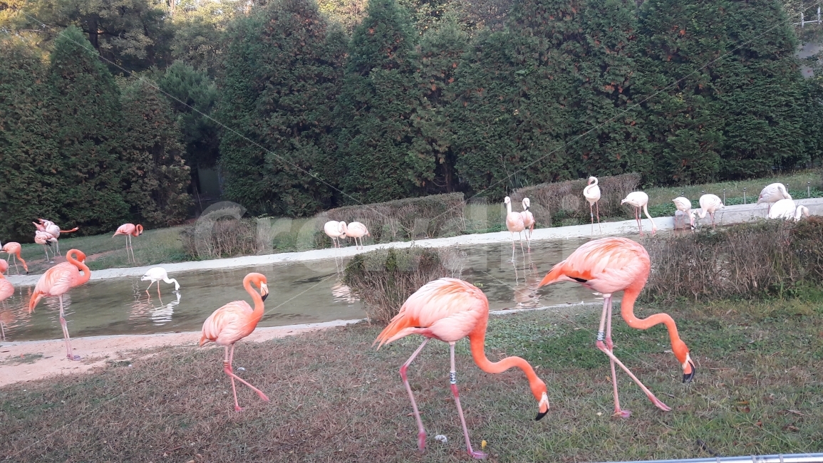 홍학,대공원,가을,단풍,사람들,동물,animal,조류,새,birds