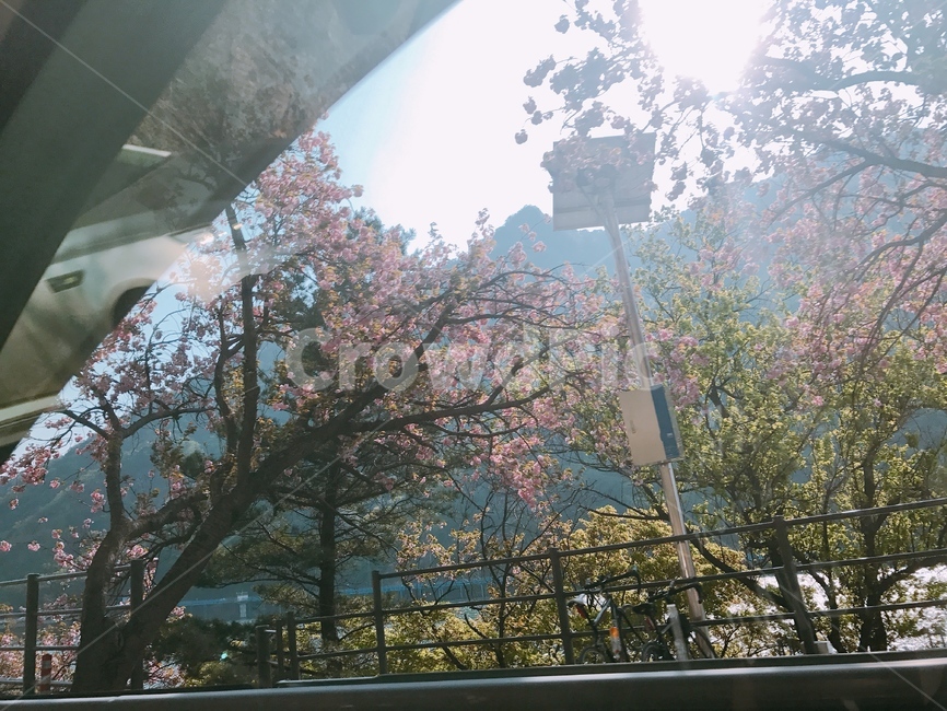 나무,힐링,풍경,자연,봄