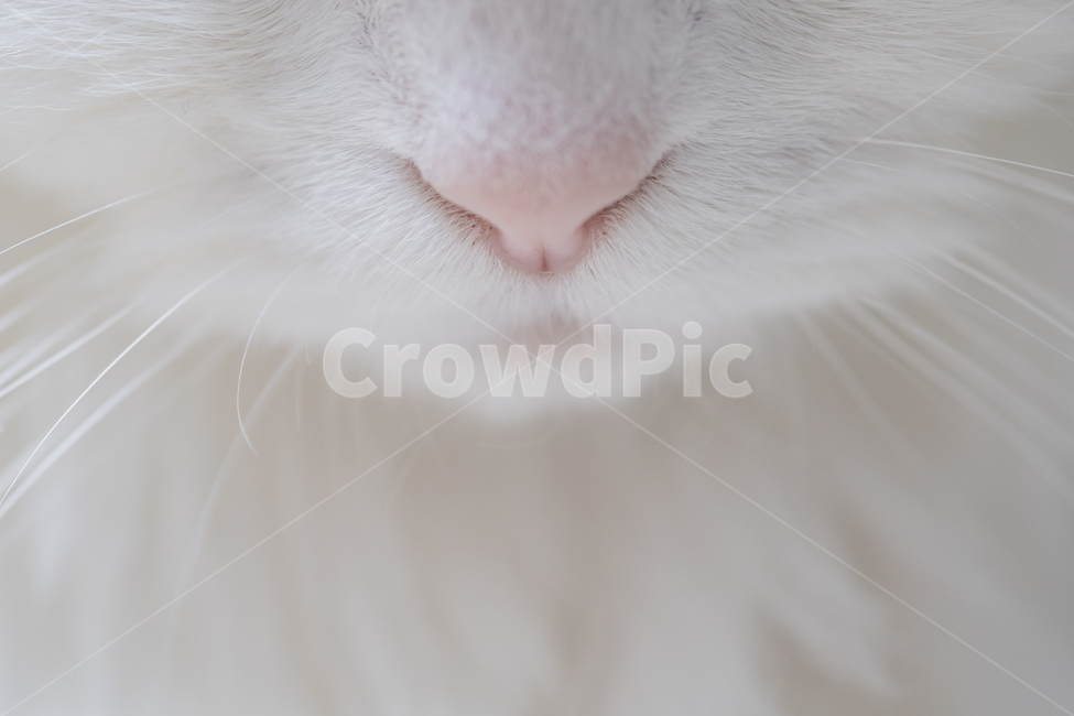 nose,close up,Turkish Angora,feline,smell,mustache,Pets,Persian cat,mouth,white cat,cat,animal,pet