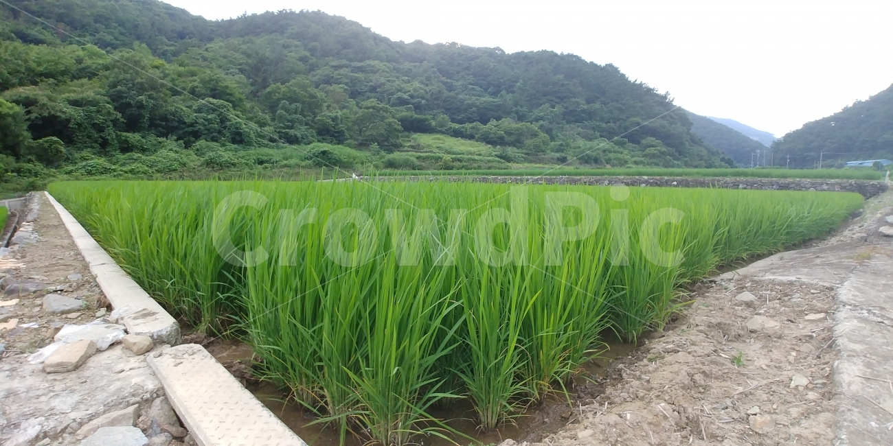 흐림,논,흐린날,산,시골,시골,마을,풍경,landscape,country,rural,town
