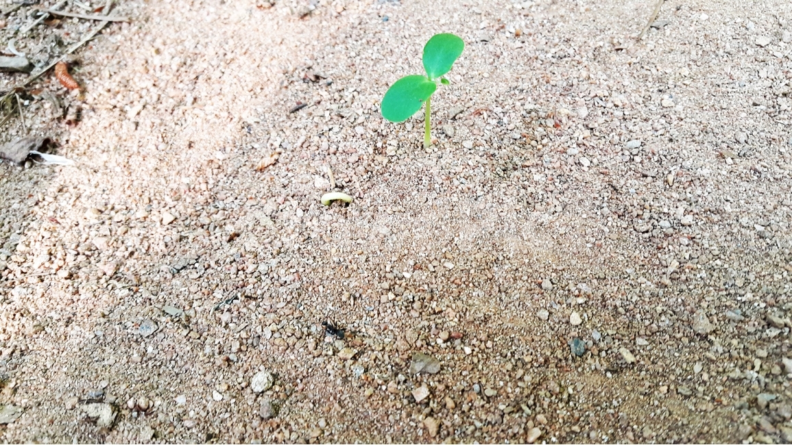 새싹,싹,새순,새잎,어린잎,식물,자연,plants,nature