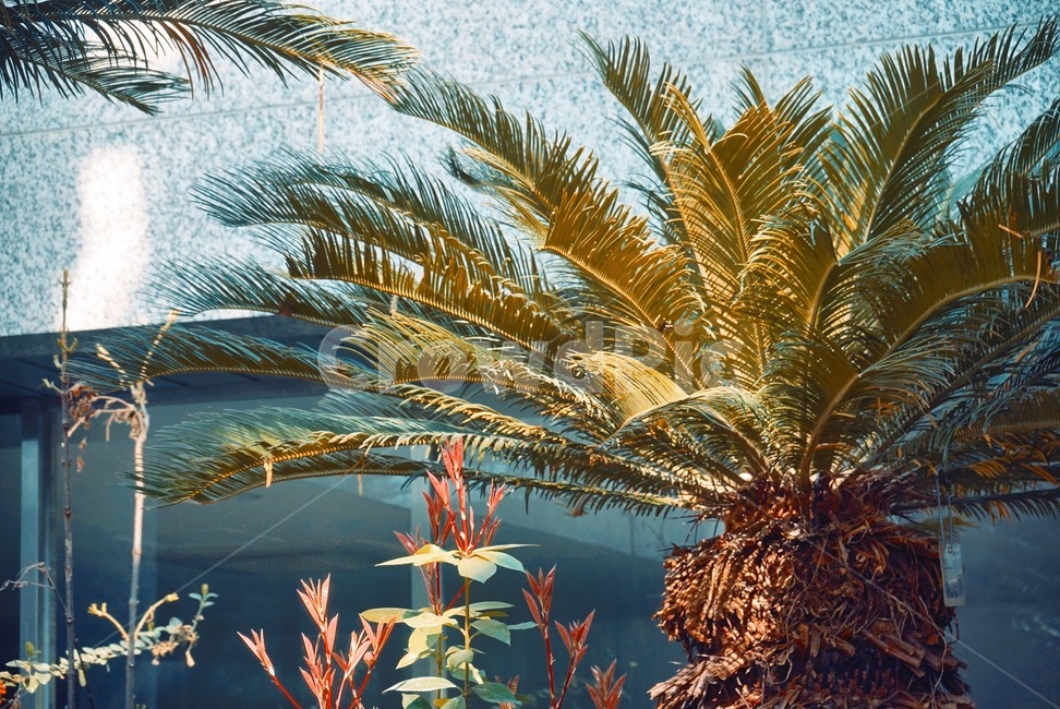 plant,식물,arecaceae,tree,나무,palmtree,야자수,summer,여름,vegetation,초목