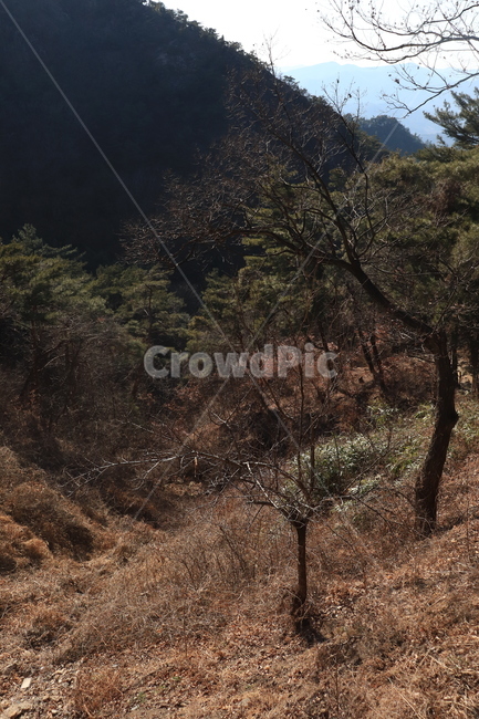 운치있는,산등성이,남산,자연,nature,풍경,광활한,고요한