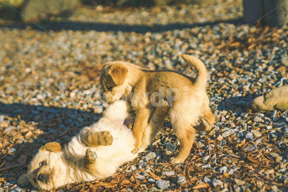 강아지,댕댕이,애완동물,동물,개,dog,도그,새끼강아지