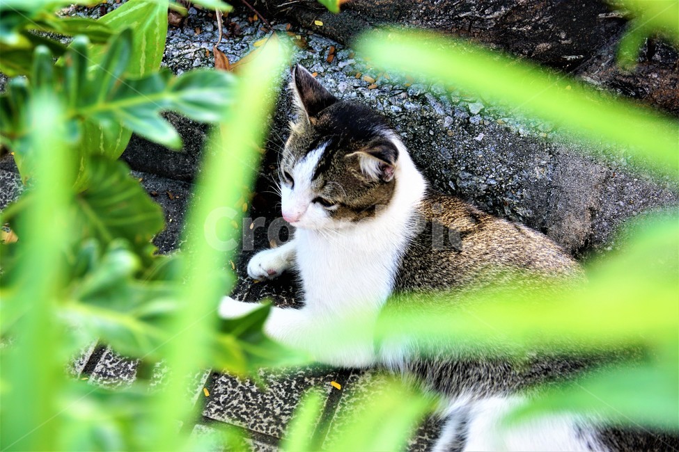 고양이,길고양이,동물,야옹이,귀여움,흑색,초록색,길,자연,풍경,cat,animal,cuteness,black,green,동물,animal,포유류,mammal,고양이,cat,kitten,kitty