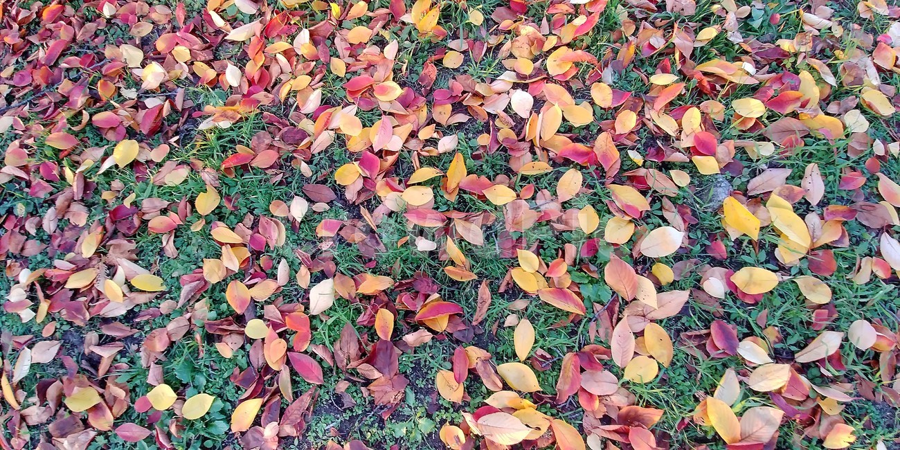 낙엽,가을,가을낙엽,나뭇잎,단풍,자연,fall,autumn,가을,계절,fall,autumn,season,ground,바닥