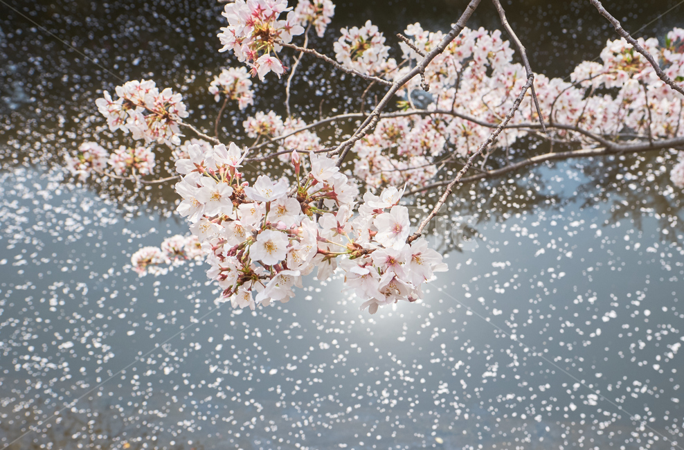 벚꽃,감성,봄,꽃나무,꽃잎,봄,계절,spring,season,식물,자연,plants,nature,꽃,flower,plant,blossom