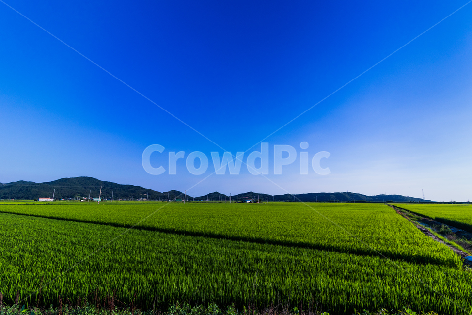 논,토지,땅,농촌,농지,농경지,들판,초록,여름,푸른,field,paddy,ground,farmland,farm,green,summer,벼,rice,시골,마을,풍경,landscape,country,rural,town,산업,industry,industrial,농업,농사,agriculture,farming,farming industry