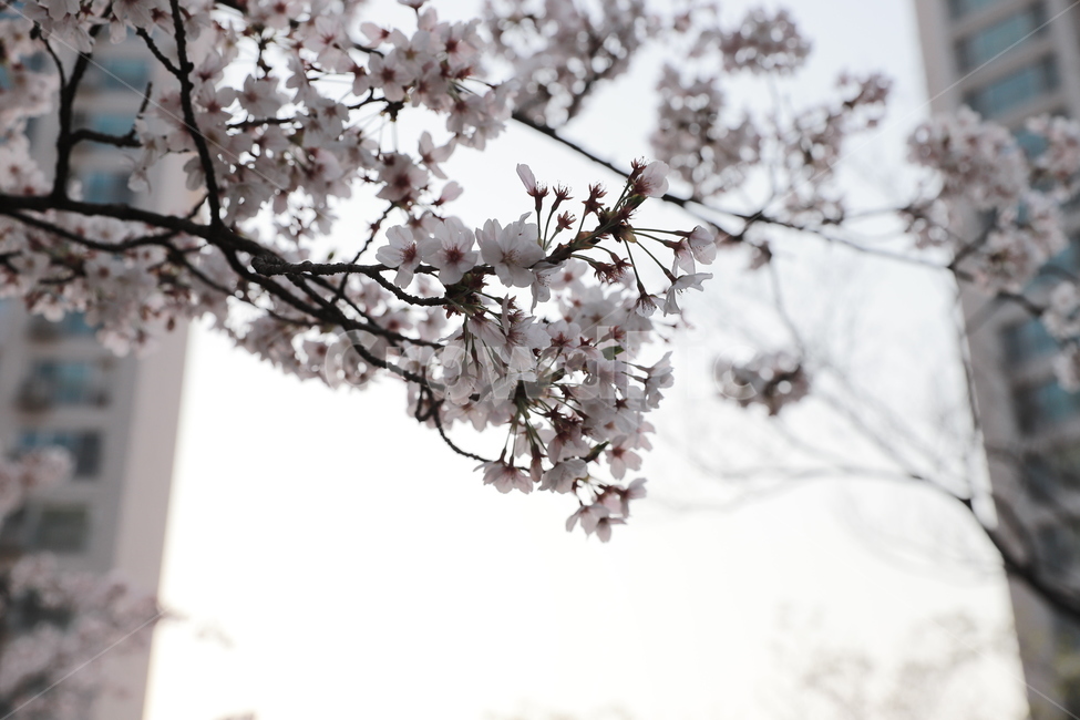 식물,flower,꽃,벚꽃,cherryblossom,봄