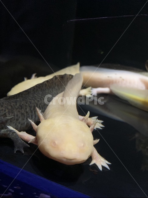 우파루파,아홀로틀,도롱뇽,axolotl,양서류,알비노,알비노우파루파,albino,amphibian,물,water,아쿠아리움,수족관,aquarium