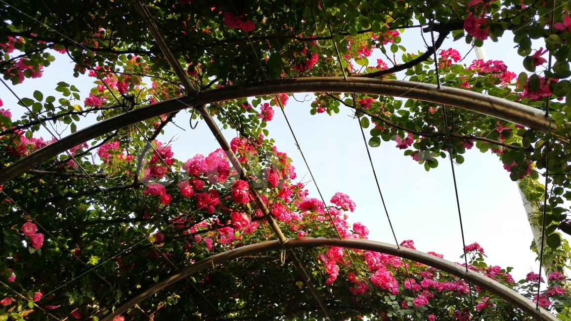 장미,장미축제,서울장미축제,서울축제,장미꽃,식물,자연,plants,nature,꽃,flower