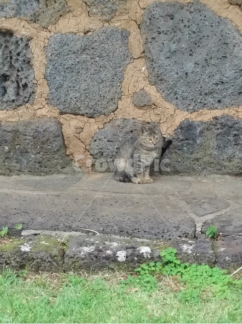 고양이,돌담,cat,귀여운,cute,돌벽,코숏,코리안숏헤어,고등어