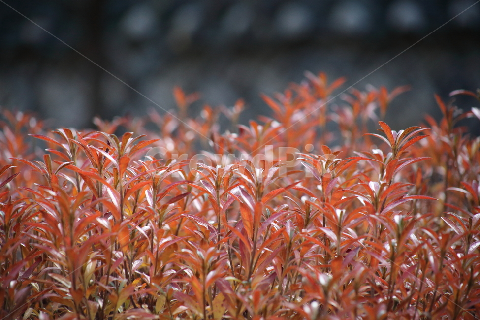 단풍,잎,식물,가을,redleaves,가을,계절,fall,autumn,season,식물,자연,plants,nature