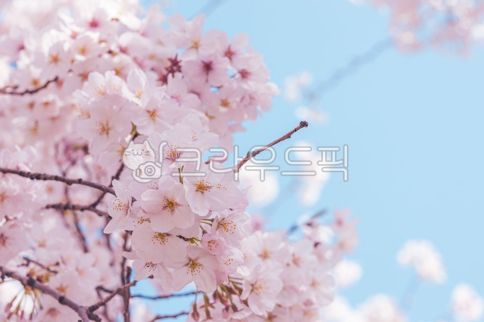 벚꽃,꽃,봄,계절,벚나무,나무,spring,sakura,봄내음,벚꽃축제,꽃나무,봄나들이,봄꽃,개화,벚꽃개화,꽃송이