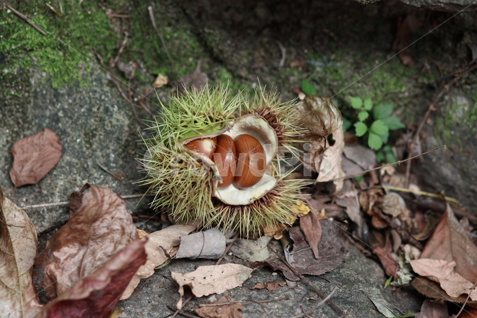 plant,식물,nut,가을,열매,밤,밤송이,과일,열매,fruit