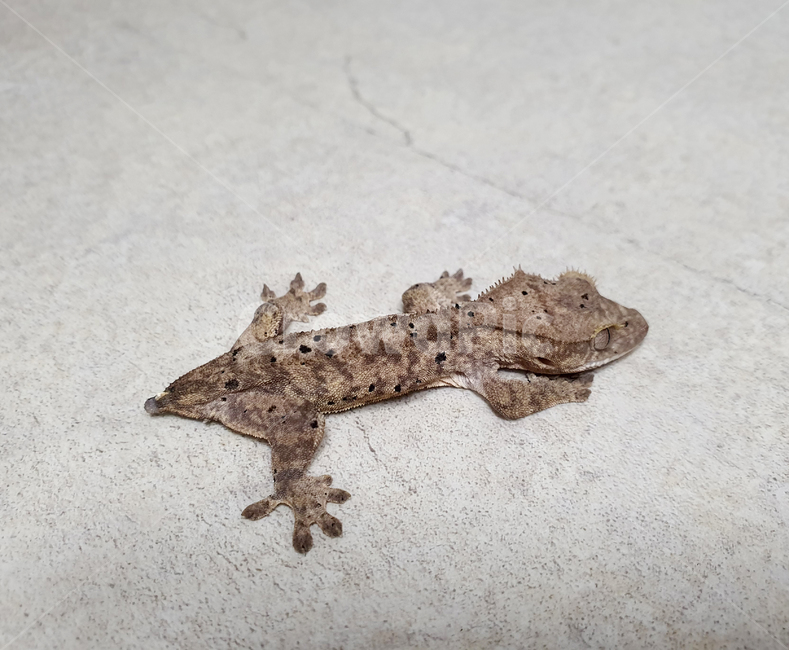 도마뱀,게코,gecko,animal,동물,파충류,귀여운