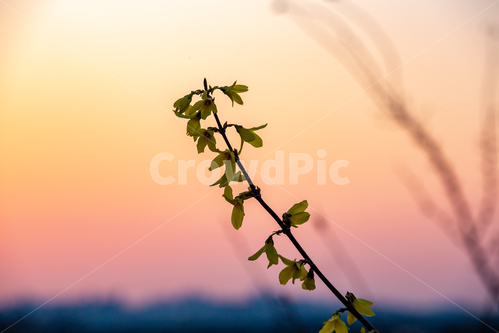 개나리,봄,꽃,노을,따스함,식물,자연,plants,nature,꽃,flower