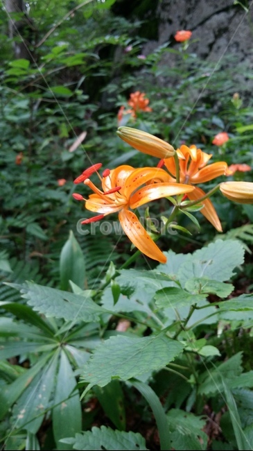 식물,꽃,숲,말나리,야생화,식물,자연,plants,nature,꽃,flower