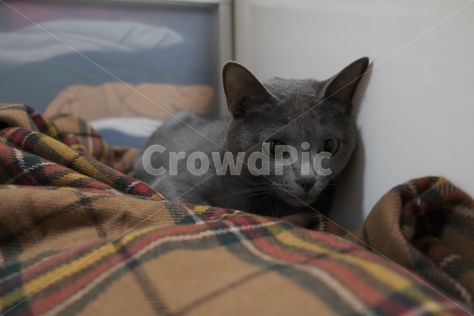 고양이,cat,러시안블루,russianblue,kitty,neko